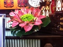 桌上盆花